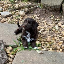 Bella - Chocolate female Goldendoodle puppy in Atlanta, Georgia from ADreamcatchers Doodles