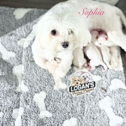 Boy 1 - White male Maltese puppy in Paden, Oklahoma from Logan's Perfect Puppies