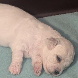 Cherry - White female Bichon Frise puppy in Manassas, Virginia from Jawoofski's Bichons