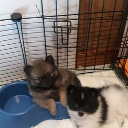Pomeranian Puppies from Tonia's Pomeranians