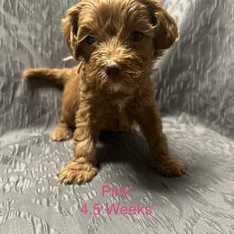 Australian Labradoodle Puppies from Cali Dream Doodles