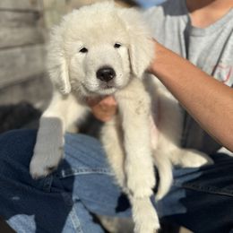 Red collar boy - White male Maremma Sheepdog puppy in Swanton, Ohio from Old Orchard Maremmas