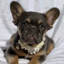 French Bulldog puppies from Bowman Pups
