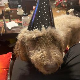 Goldendoodles and Poodles from Boonville Country Doodles