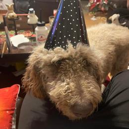 Goldendoodles and Poodles from Boonville Country Doodles