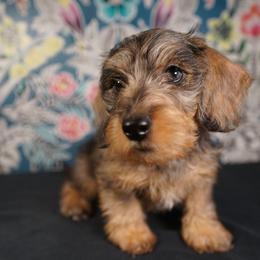 Dachshund Puppies from Shining A Lowriders & Co.