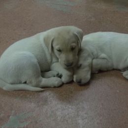 Labrador Retriever Puppies from Milliken Creek Labs
