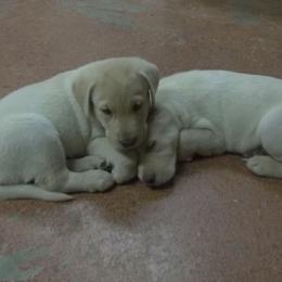Labrador Retriever Puppies from Milliken Creek Labs