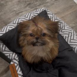 Snail - Red male Shih Tzu puppy in Cedar Hill, Texas from Puppy Paper House
