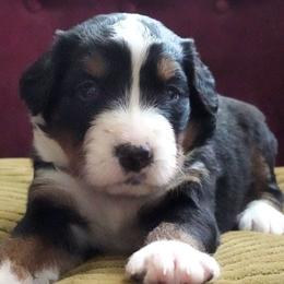 Camille - Tri-color female Bernedoodle puppy in Folsom, Louisiana from DoodlesFarmCo