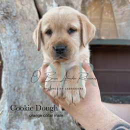 Orange Collar Male - Yellow male Labrador Retriever puppy in Modesto, California from O’Brien Labrador Retrievers