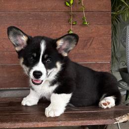 Vinny - Black and tan male Pembroke Welsh Corgi puppy in Creston, Iowa from GSF Pembroke Welsh Corgis
