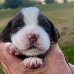 Light blue collar - Liver and white male English Springer Spaniel puppy in Sterling, Michigan from Springerdoodles In MI