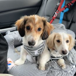 Dachshund Puppies from Ryan House Dachshunds