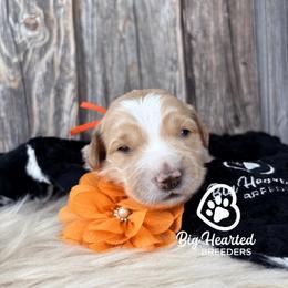Florence - Cream female Companion Cross puppy in Utah County, Utah from Big Hearted Breeders