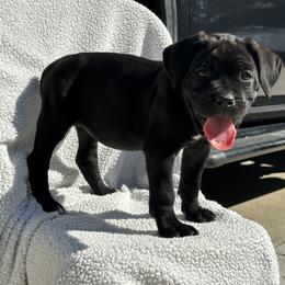 Purple collar - Black female Cane Corso puppy in Va Beach, Virginia from Guardian Corso's