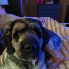 Bouvier des Flandres All Grown Up from Evan Coffield