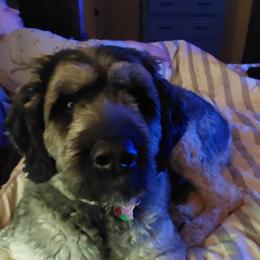 Bouvier des Flandres All Grown Up from Evan Coffield
