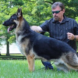 German Shepherds from Schneiderhof German Shepherds