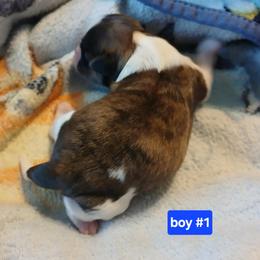 Shih Tzu Puppies from 2 Sons & 4 Paws Puppies