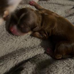Love - Chocolate and white female Chihuahua puppy in Austin, Indiana from Dog Bones N Harmony