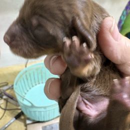 Boy 2 AKC - Chocolate and tan male Dachshund puppy in Fayetteville, Pennsylvania from PA's Darling Doxies