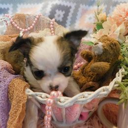 Chihuahua Puppies from Fine Whines & Lickers
