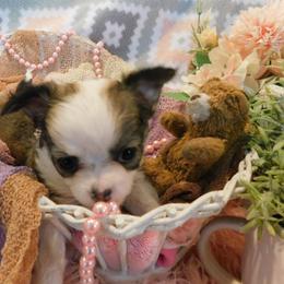 Chihuahua Puppies from Fine Whines & Lickers