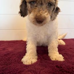 Green Collar - Merle male Goldendoodle puppy in San Augustine, Texas from Vintage Doodles