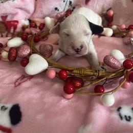 Caraway - White and black male Dalmatian puppy in Claremore, Oklahoma from Lotsofdots Dalmatians