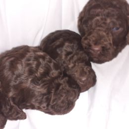 Poodle Puppies from White Park Poodles