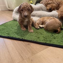 Maxx - Apricot male Goldendoodle puppy in Millville, California from Hope Lane Kennels