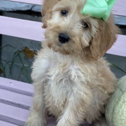 Audi - Apricot female Irish Doodle puppy in Home, Pennsylvania from Plum Creek Acres Next Generation