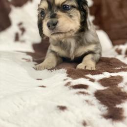 Dachshund Puppies from Pasek Kennels