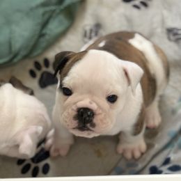 Chandler - Brown - Fawn brindle and white male Bulldog puppy in Krum, Texas from K & K Little Blessings