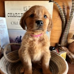 Pink - Dark golden female Golden Retriever puppy in Leadore, Idaho from Gunsight Goldens