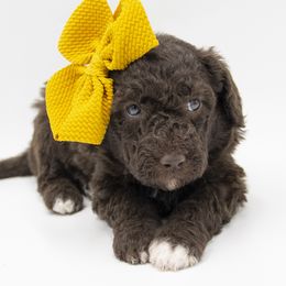 Dancer - Yellow Collar - Chocolate female Labradoodle puppy in Lehi, Utah from Our Little Farm Life Doodles