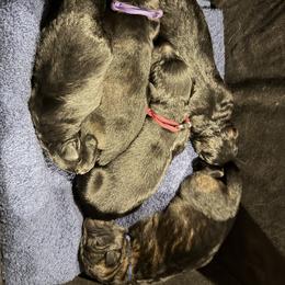 Meg Von der Spitze - Sable female German Shepherd puppy in New York from Spitze German Shepherds