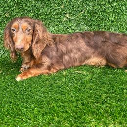Armani - Dachshund