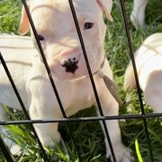 Dogo Argentino puppies from Lucky 7 Dogos