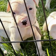 Dogo Argentino puppies from Lucky 7 Dogos