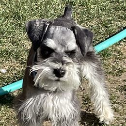 Magnum - Miniature Schnauzer