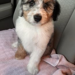 Aussiedoodle and Australian Shepherd Puppies from Junipersdoodles
