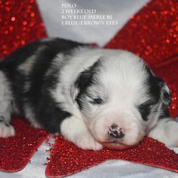 Polo - Blue merle male Miniature Australian Shepherd puppy in Patterson, North Carolina from DreamLine Aussies