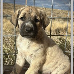 Grey - Brindle male Anatolian Shepherd Dog puppy in Clark, Wyoming from Fyne Acres