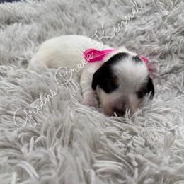Cashmere - Piebald female Dachshund puppy in Jena, Louisiana from Greens Creek Kennel