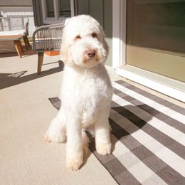 Vanna - Goldendoodle