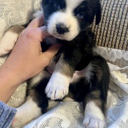 Dancer - Australian Shepherd puppy from Quintessential Aussies