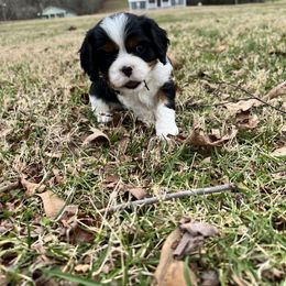 Cavalier King Charles Spaniel Puppies from Southern Valley Cavaliers