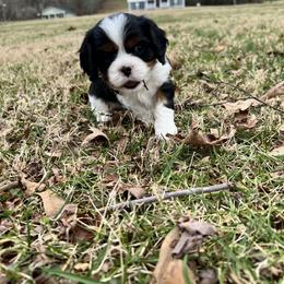 Cavalier King Charles Spaniel Puppies from Southern Valley Cavaliers